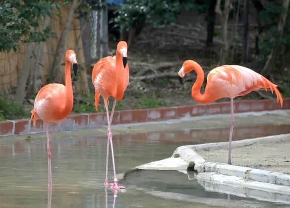 動物図鑑・ベニイロフラミンゴ